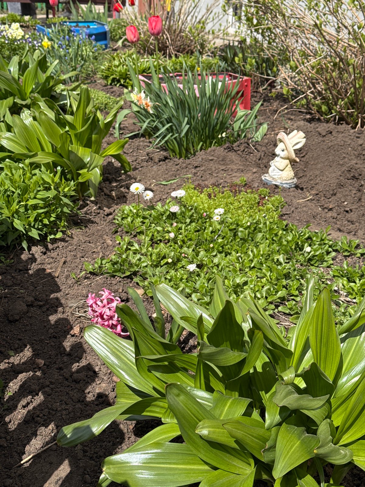 Spring garden blooms and cat spotted in Chaikovsky, Russia