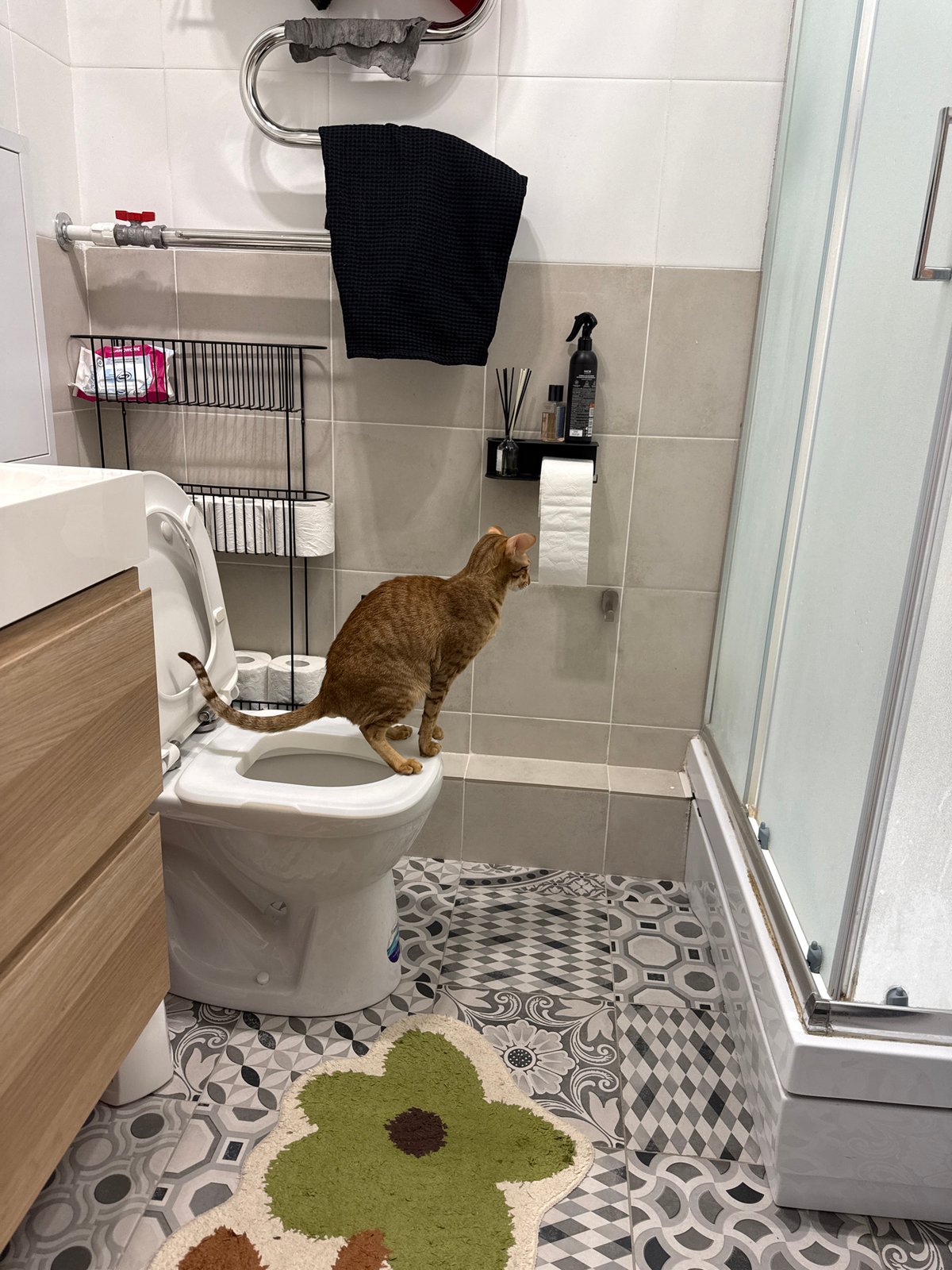 Orange cat spotted balancing on toilet rim in Khimki