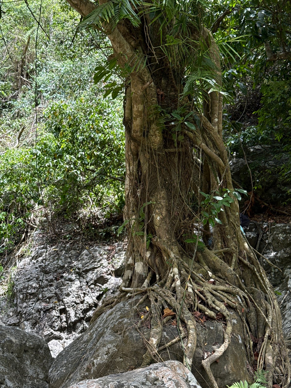Rocky jungle stream and waterfall in the hills near Đà Nẵng