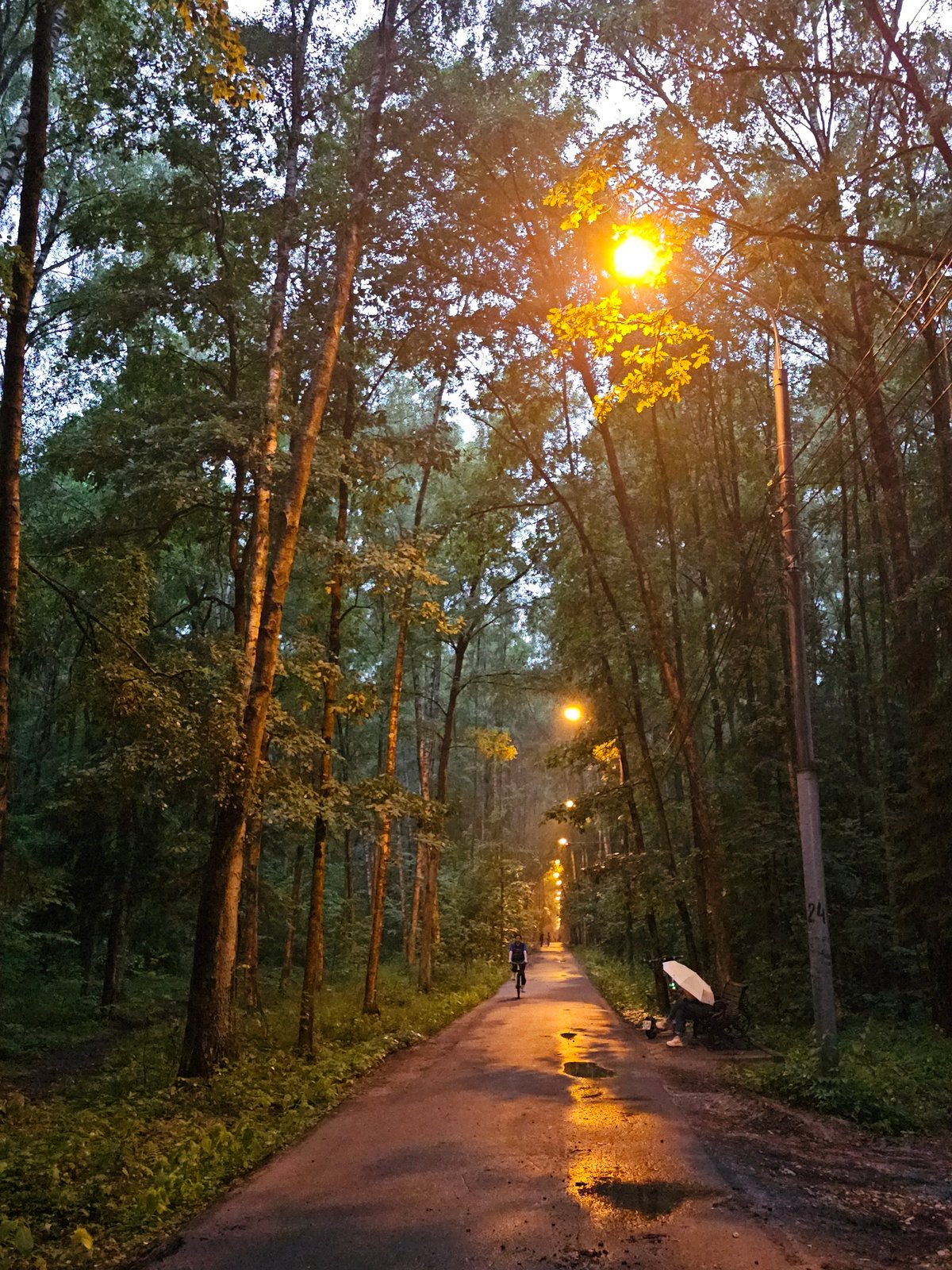Rainy evening walk through a streetlit forest path near Moscow