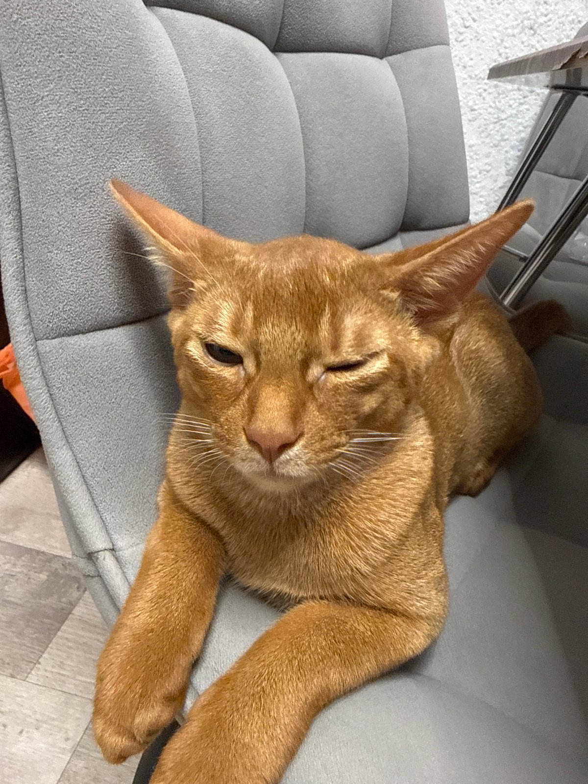 Ginger cat chills around a Stary Oskol apartment