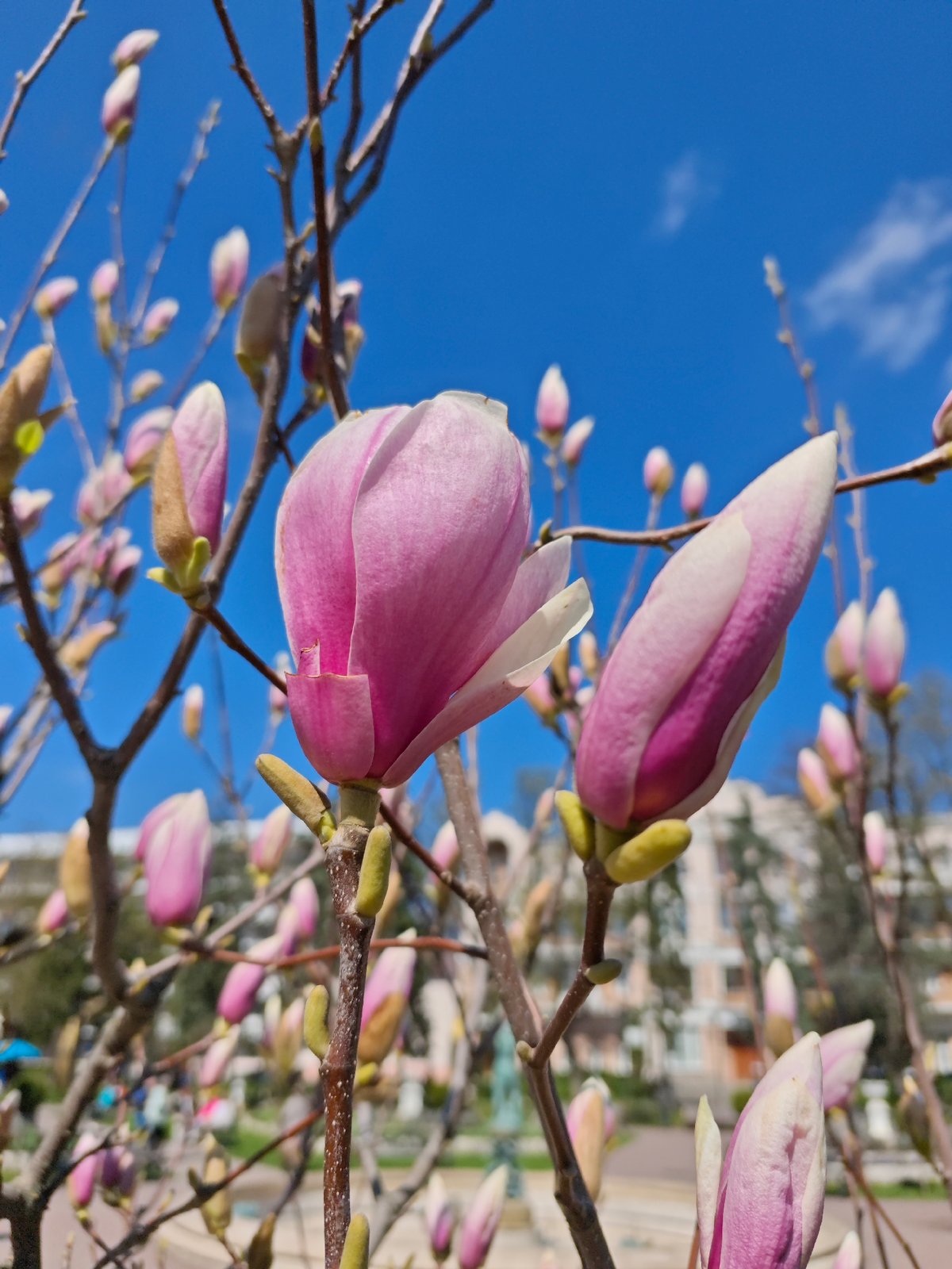 Magnolia tree blooms pink against blue sky in Pyatigorsk