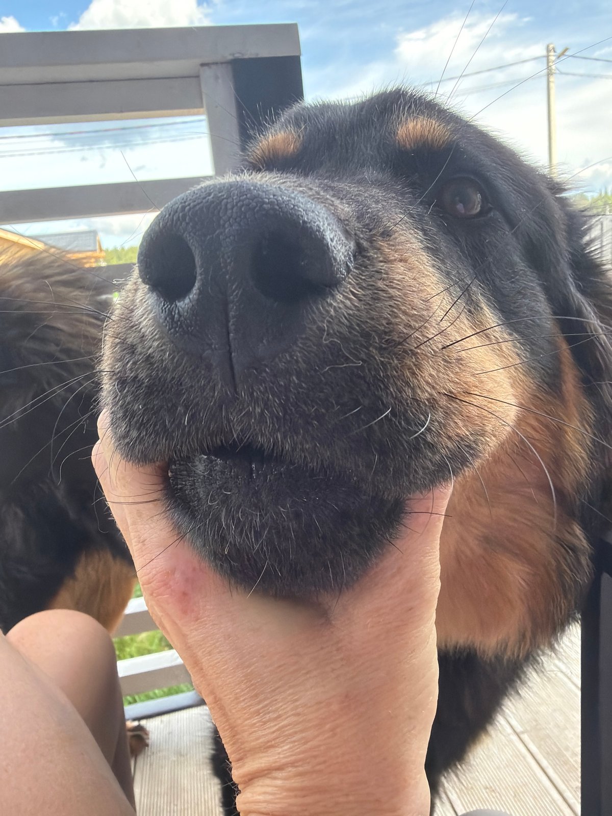 Close-up moments with a black and tan dog in Russia
