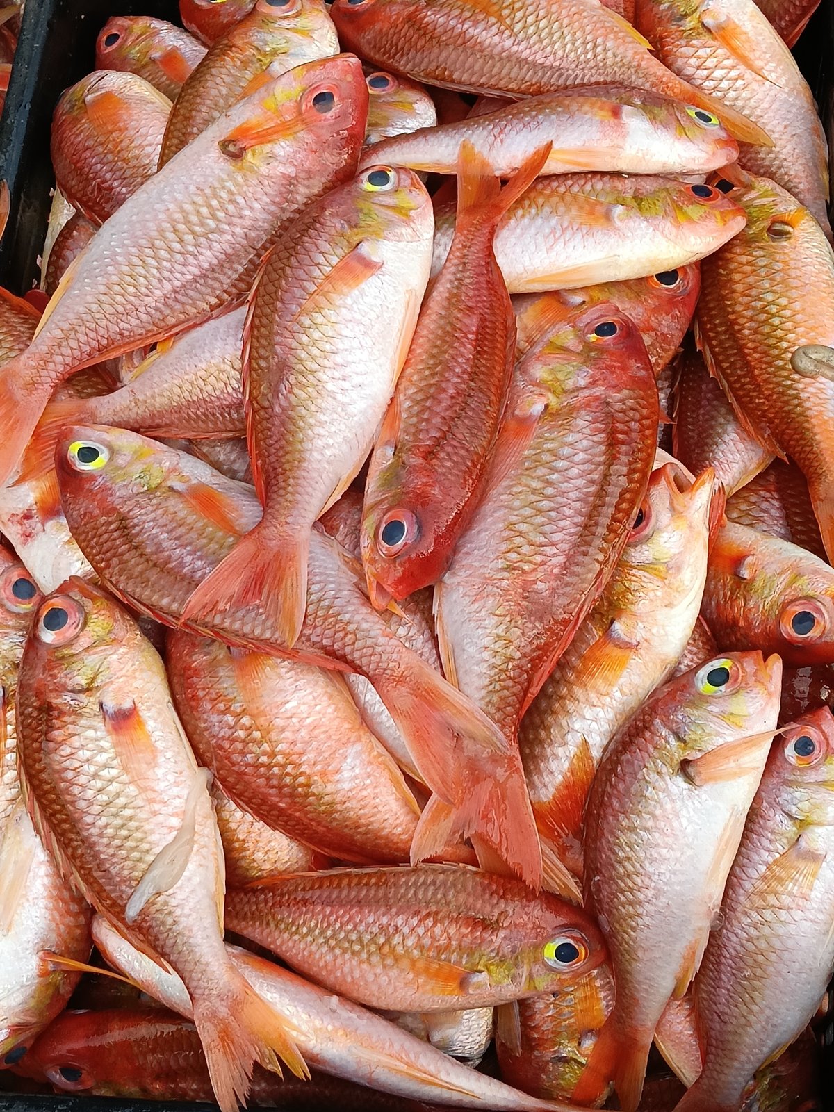 Fresh red snapper packed in a crate in Lhokseumawe