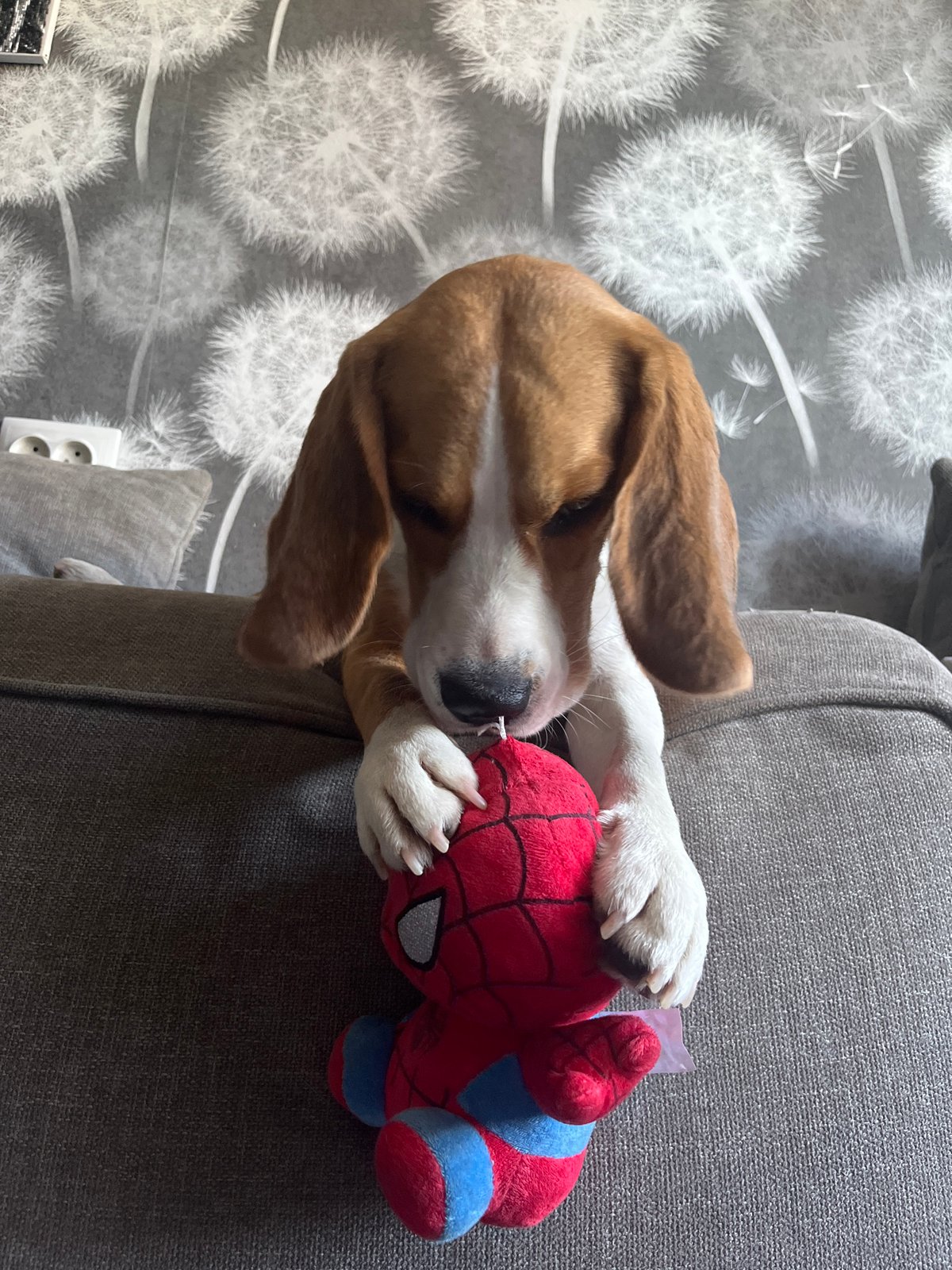 Beagle and cat share a quiet morning at home