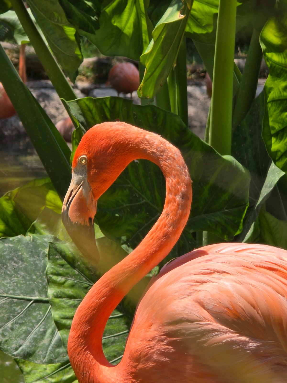 Visitors capture flamingo habitat scenes at Puebla wildlife facility
