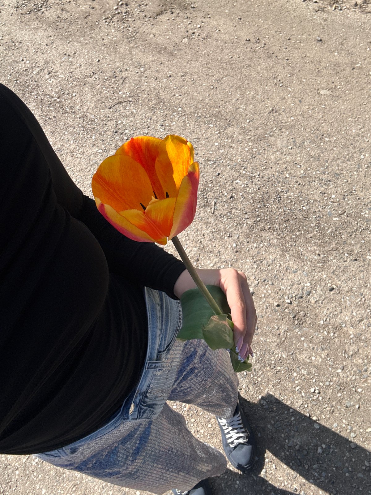 Person carries orange tulip, places it in Volvo car