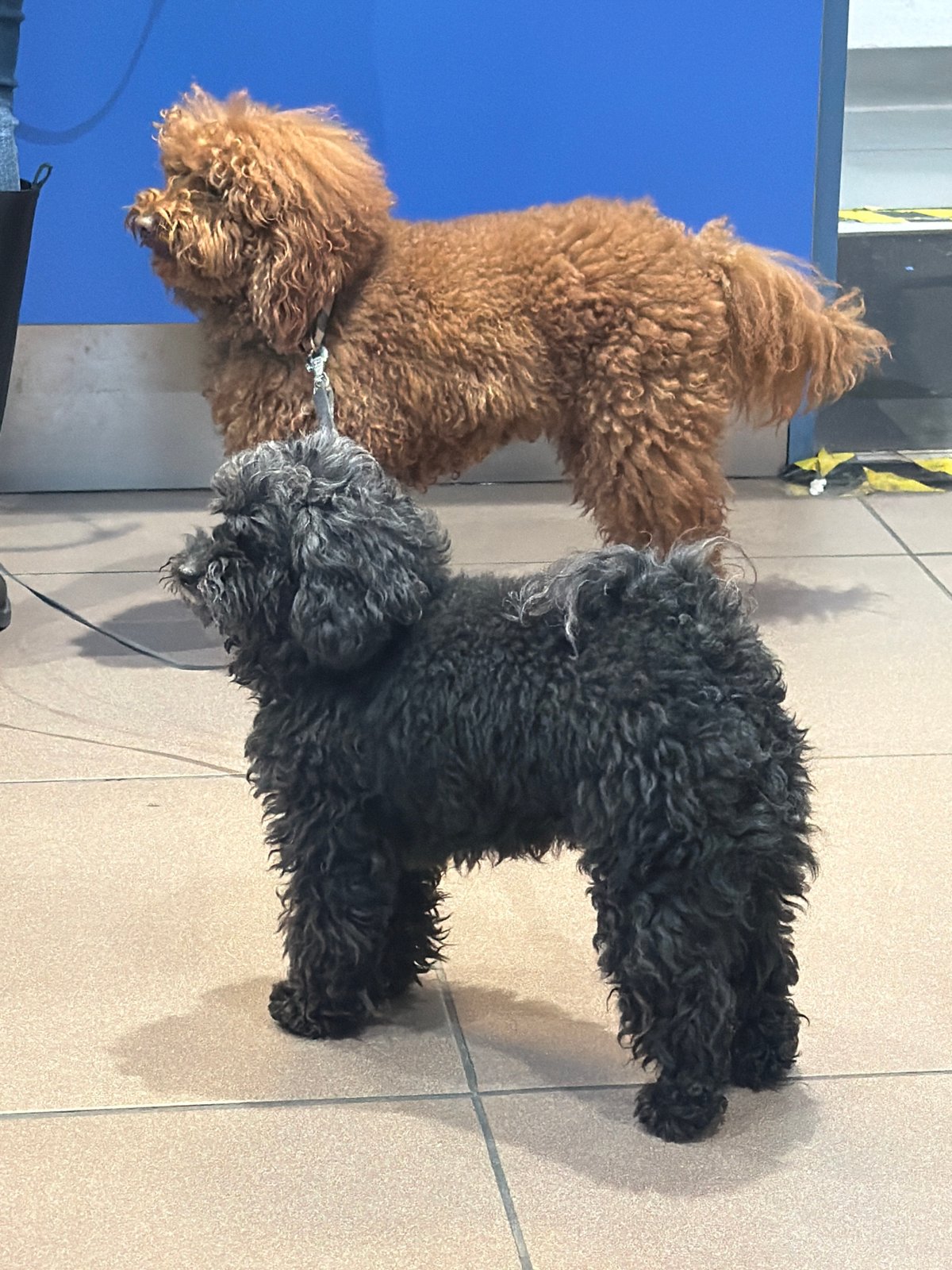 Two curly-haired dogs spotted indoors in Milan