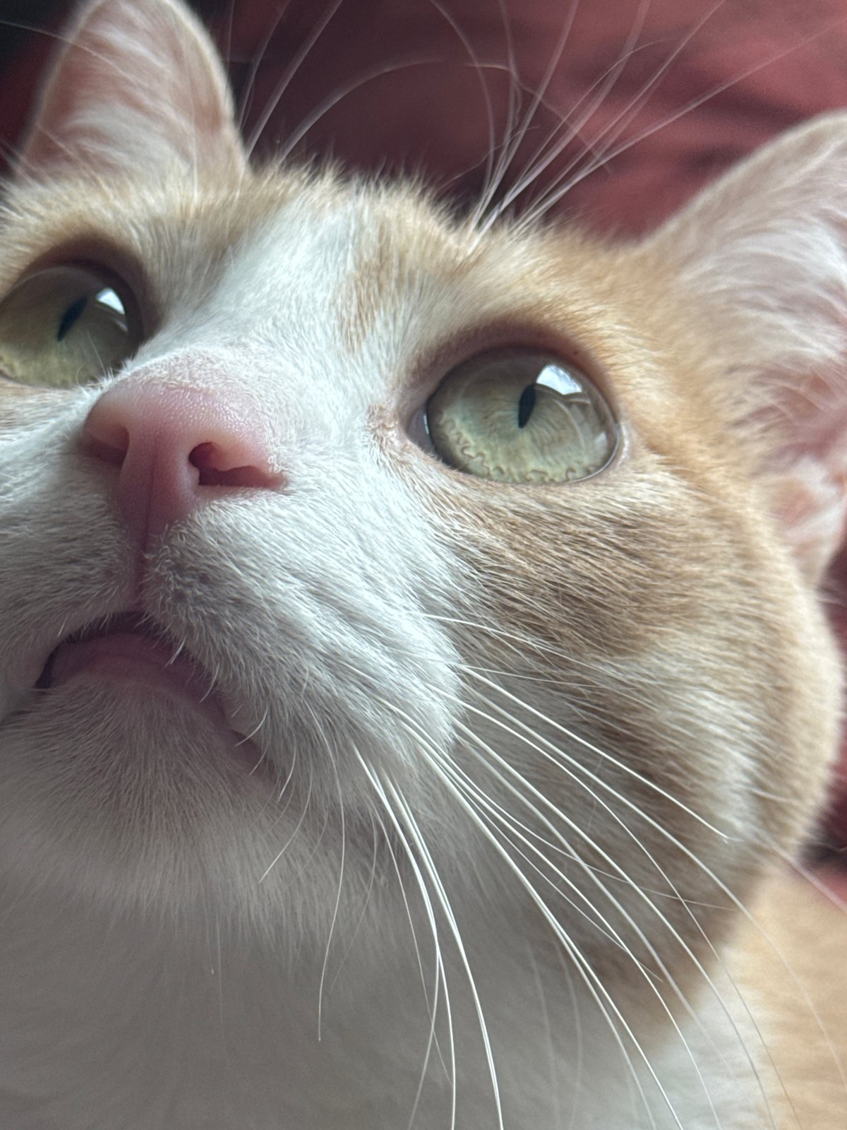 Orange and white cat photographed in Wattrelos, France
