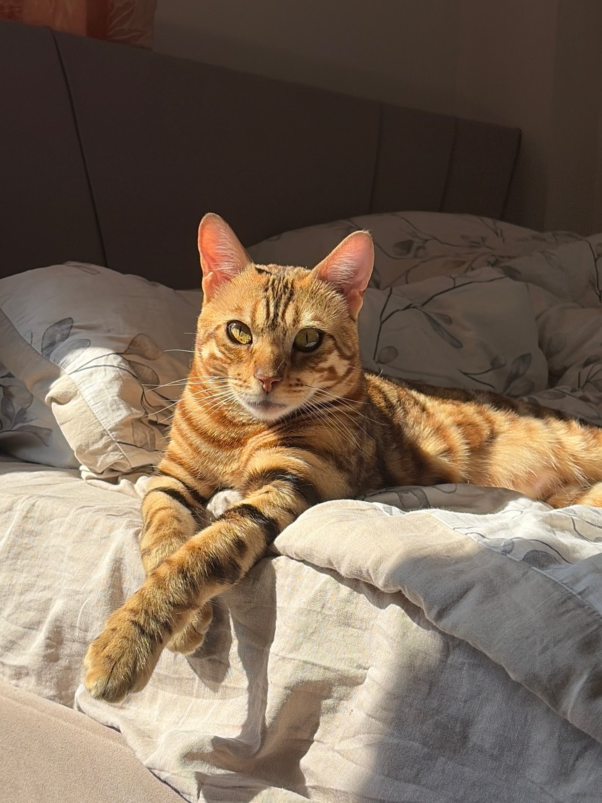 Woman and Bengal cat share quiet morning moment in Krasnoyarsk