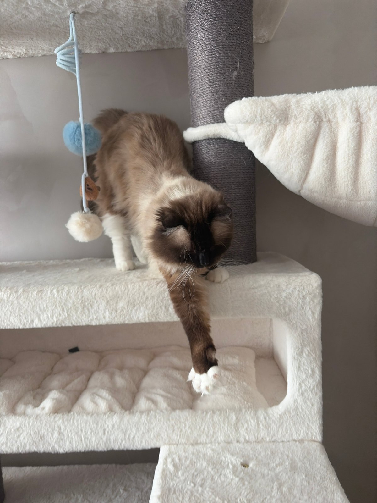 Ragdoll cat observed during afternoon activities in Rijswijk home