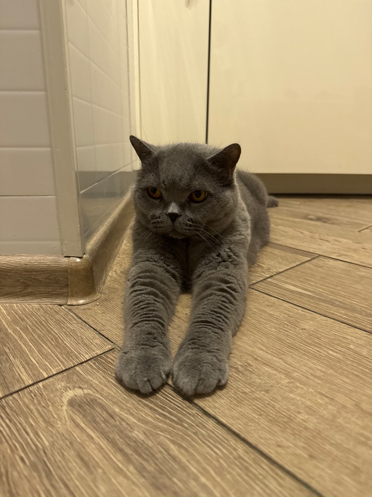 Grey British Shorthair lounging on a kitchen floor in Russia