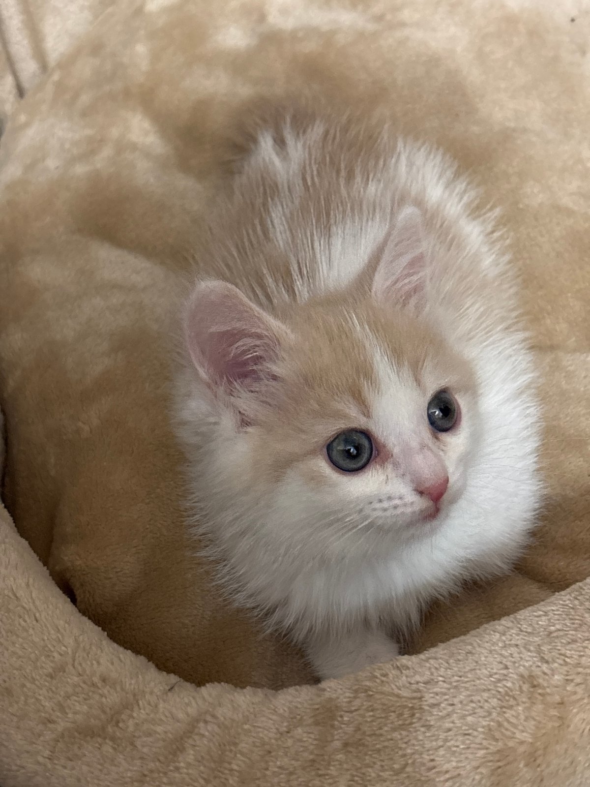 Kitten rests in soft bed in Perm, Russia