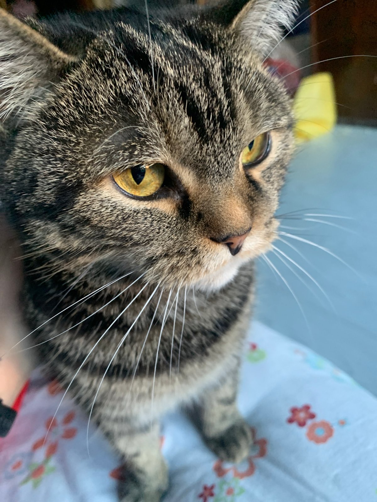 Tabby cat photographed at home in Stavropol, Russia