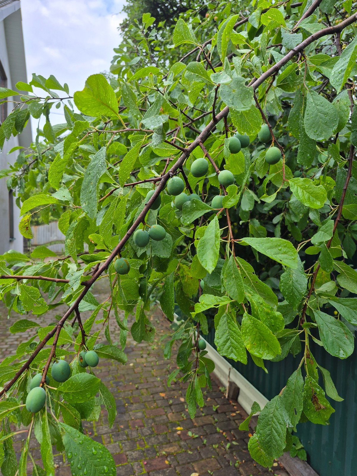 Slugs, snails, and wet greenery in a rain-soaked garden