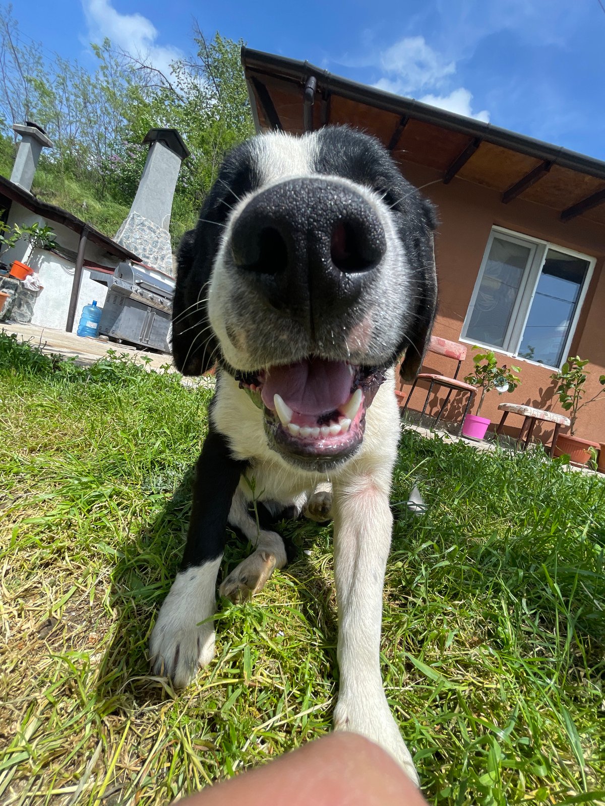 Resident documents pets playing in Zlatograd yard