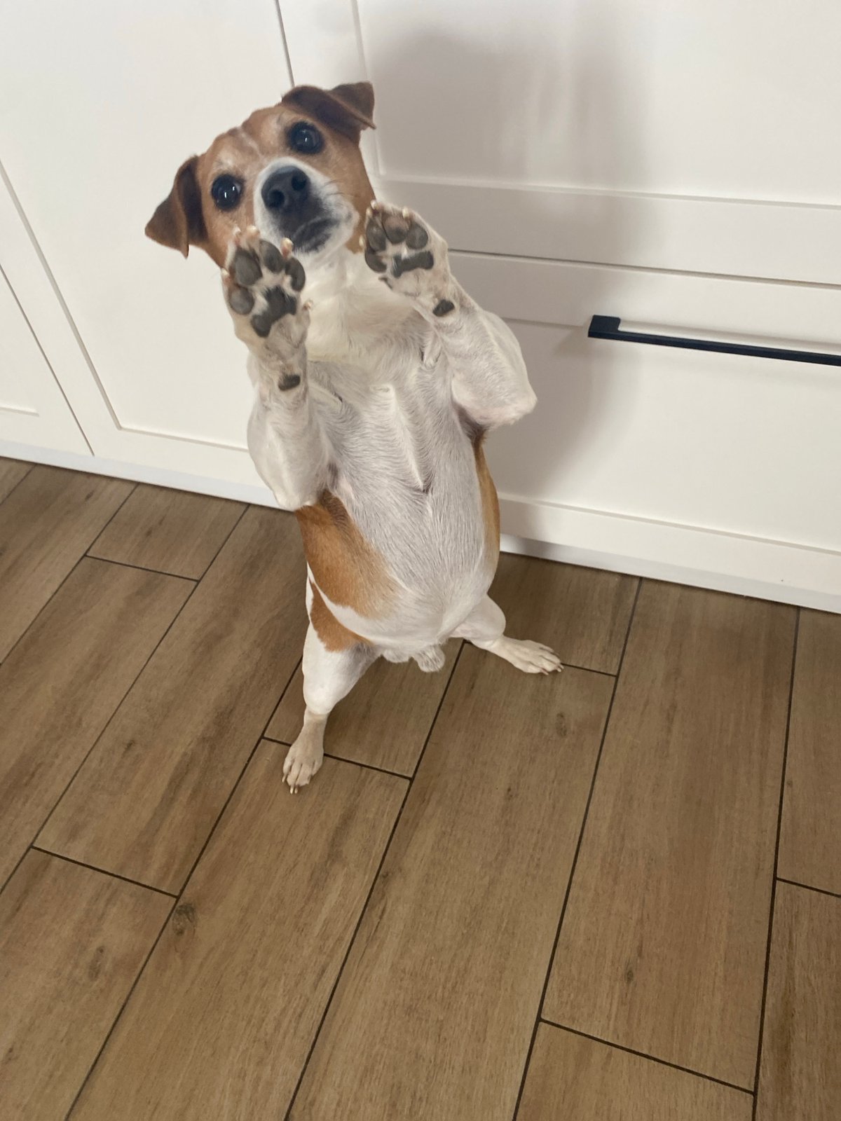 Woman's morning routine with pets documented in Chaikovsky apartment