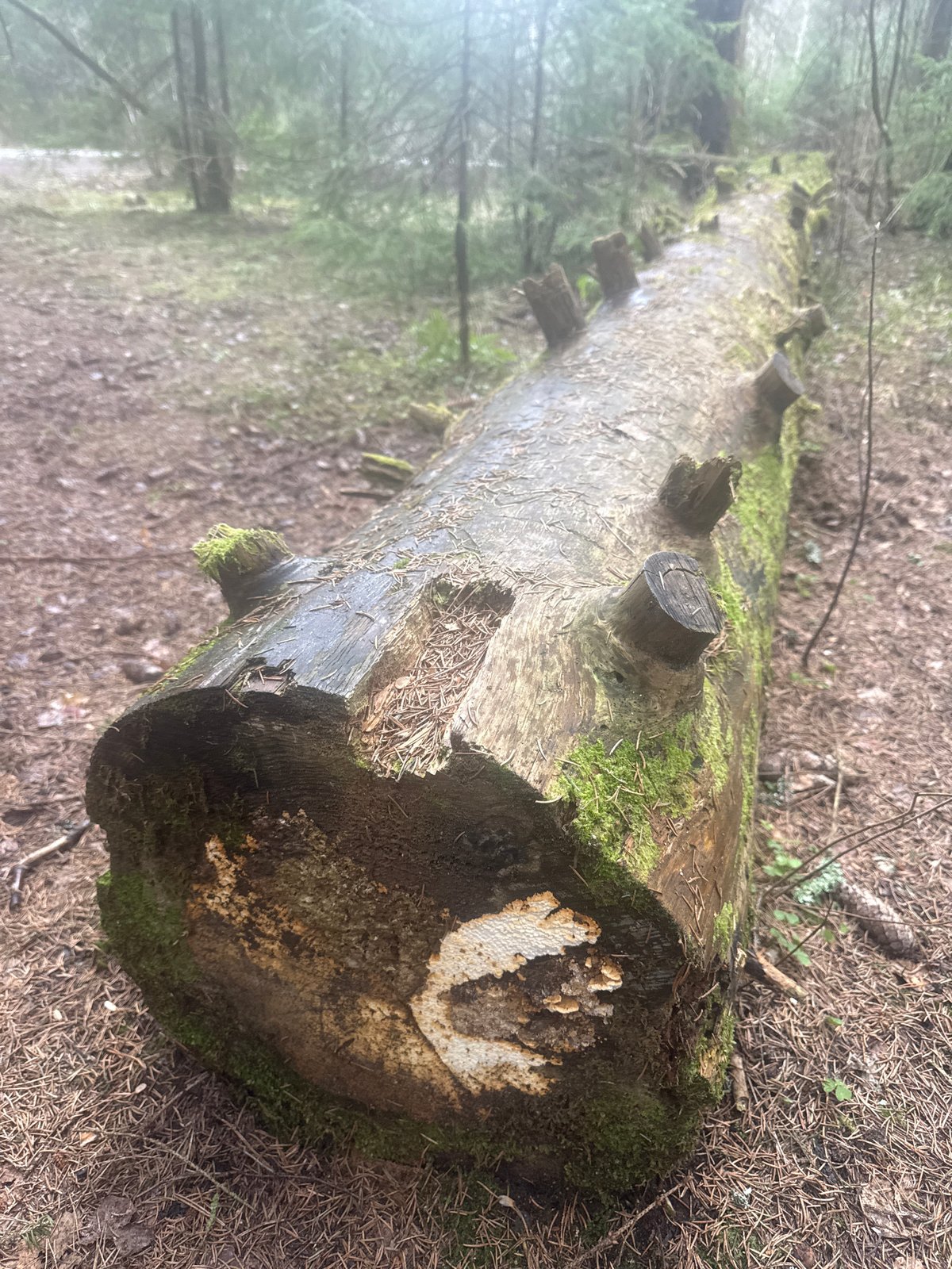 Forest documentation captures fallen tree, water body in Rappolovo