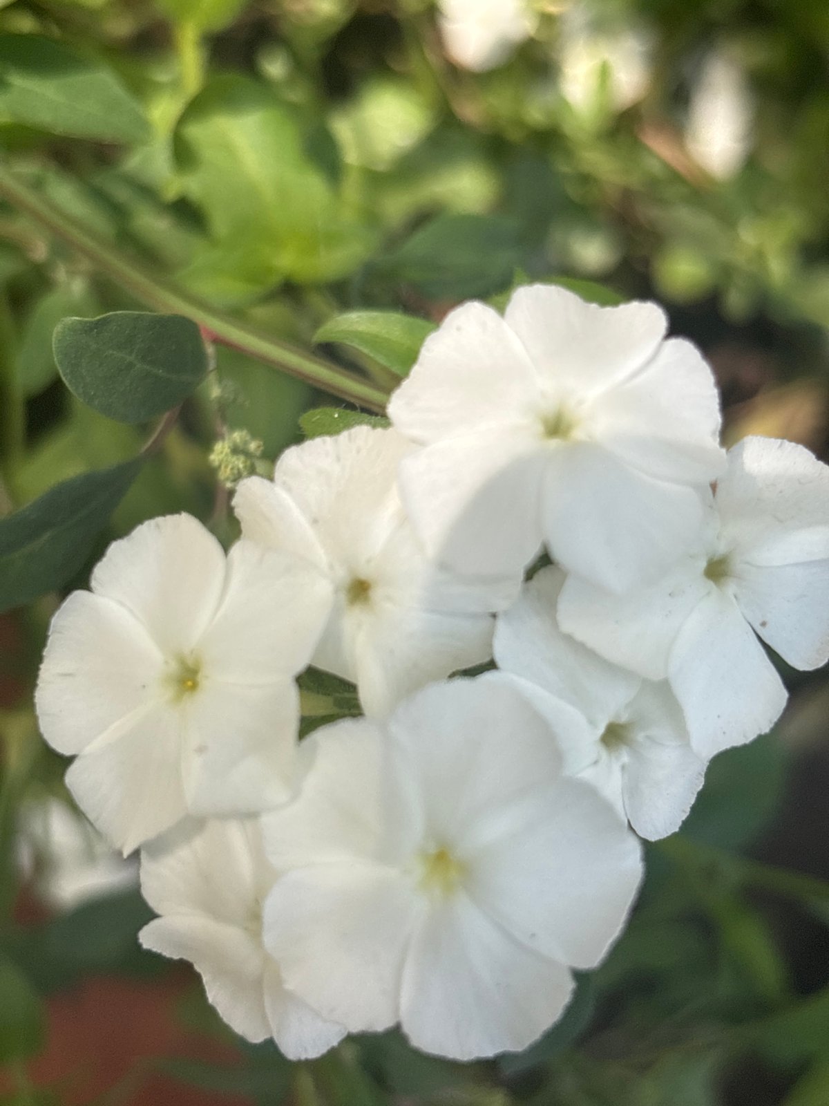 Macro garden shots from Kazakhstan: flowers, insects, summer afternoon