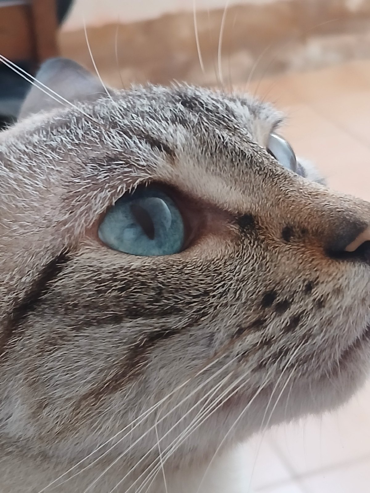 Resident photographs pet cat, city views from Ciudad Guayana balcony