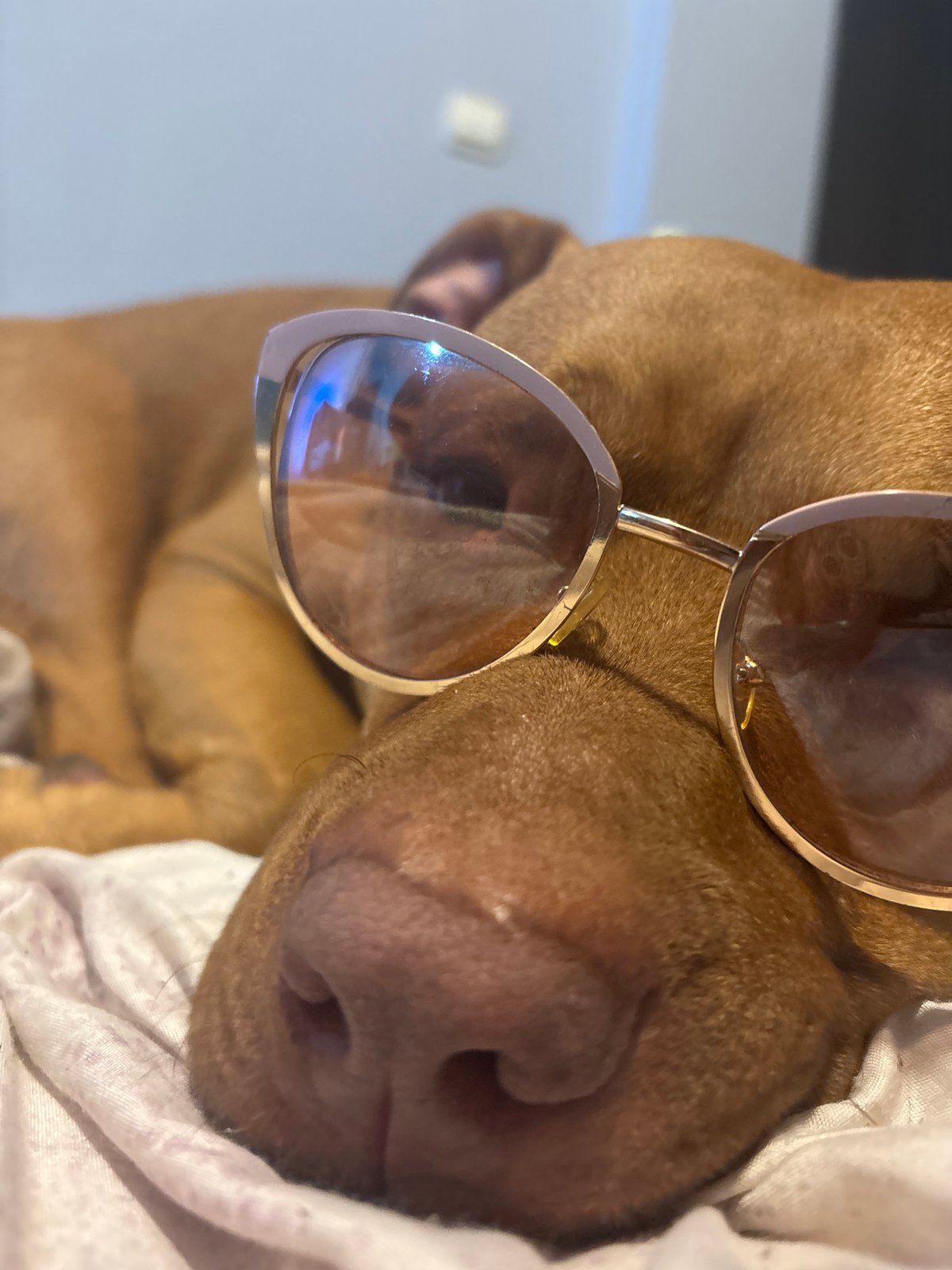 Dog spotted wearing gold sunglasses in Sofia indoor setting