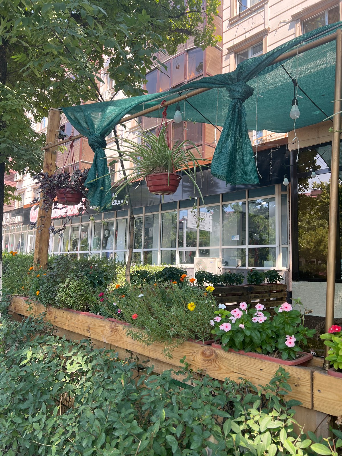 Shymkent storefronts and street-level greenery, July morning