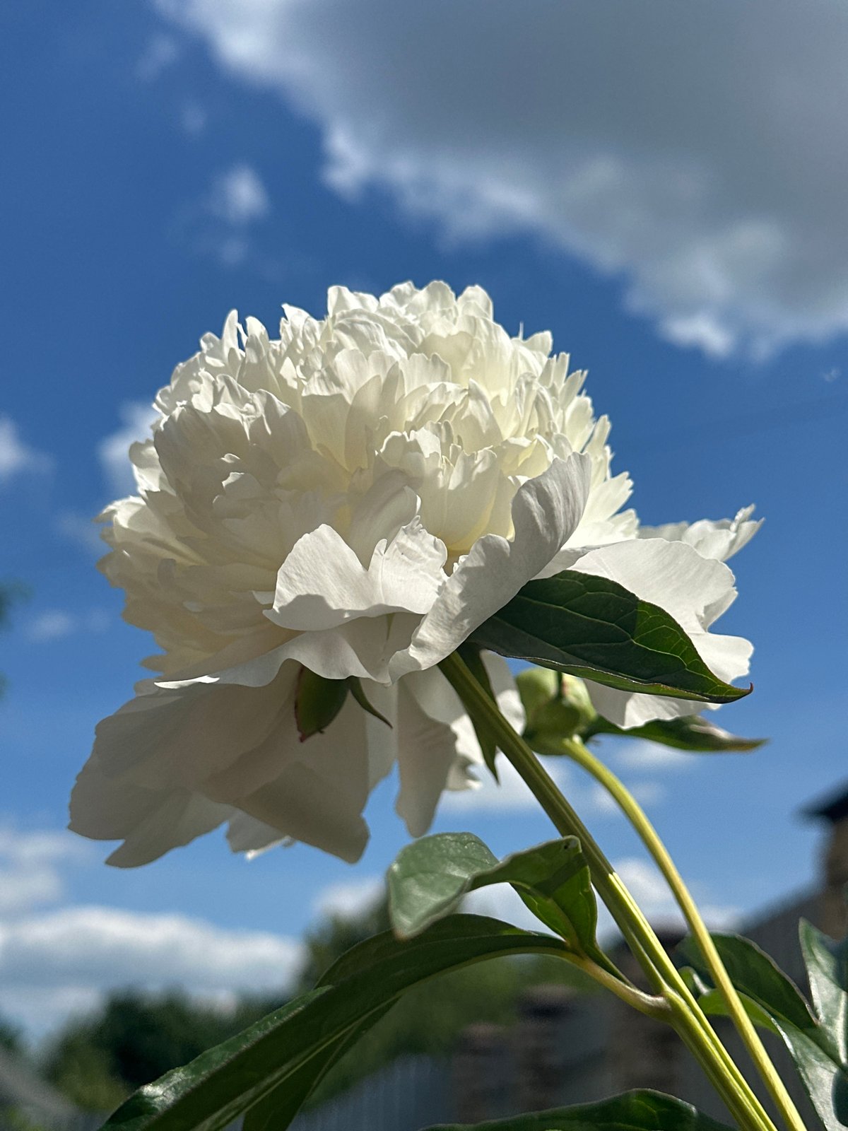 Summer backyard moments: children playing, peonies blooming in Nizhny Novgorod