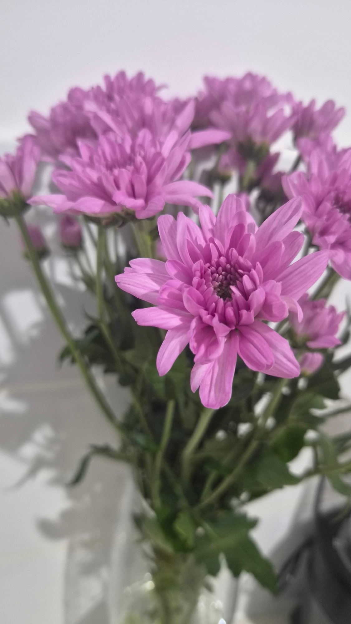 A quiet morning in Gan Yavne: flowers, a kitten, and a Skoda