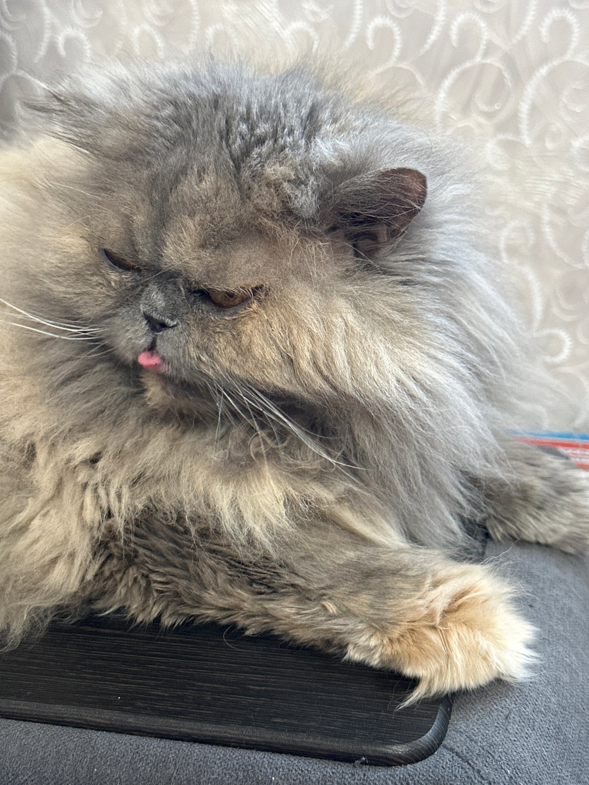 Spring afternoon memories captured in Chaikovsky: cats, lilacs, everyday moments