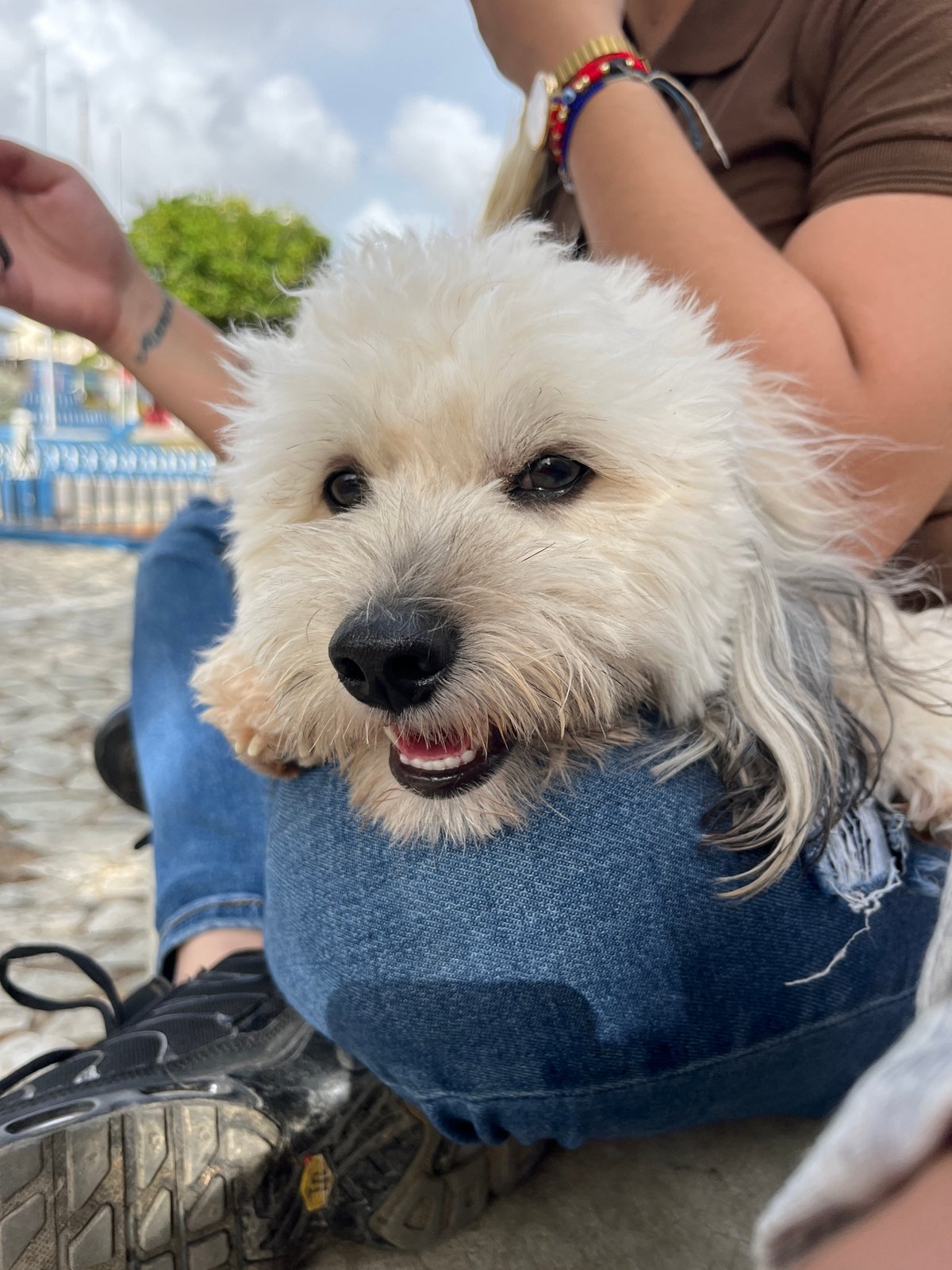 Lazy afternoon with a fluffy white dog in Juan Griego