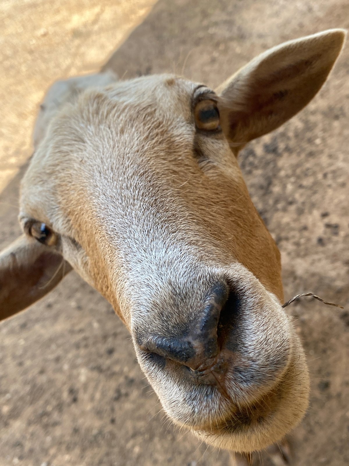 Wildlife encounters documented at Tinaquillo, Venezuela location