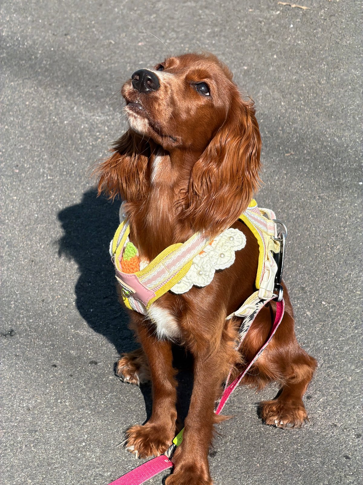 Cavalier King Charles Spaniel spotted around Chang Phueak, Thailand