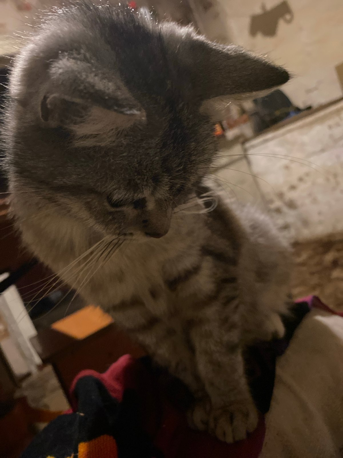 Couch evening in Nova Praha: tabby cat and chill selfies