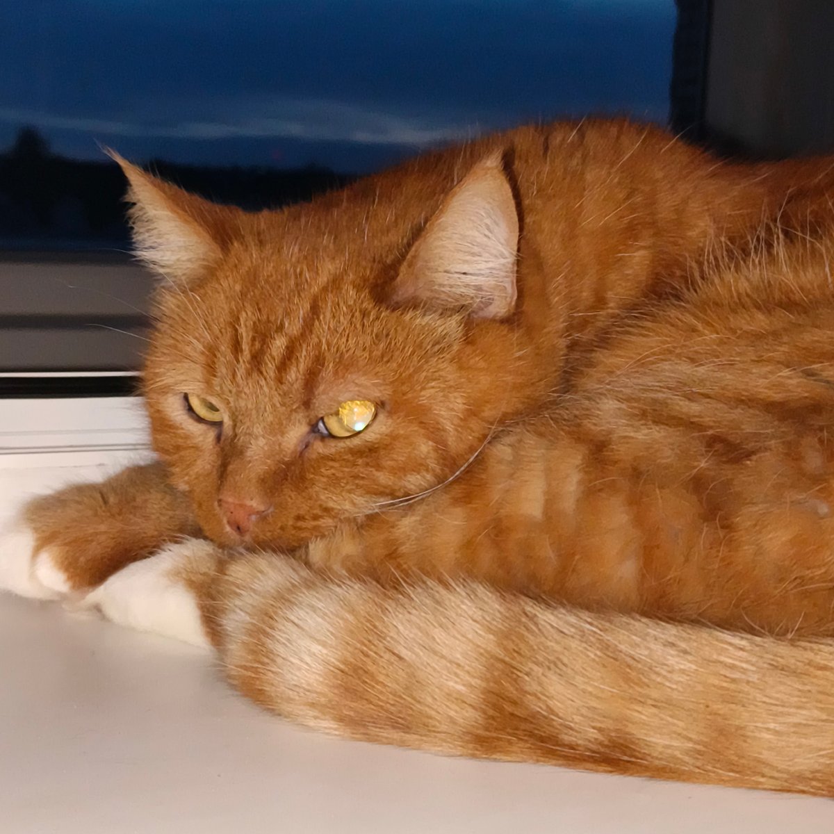 Chaikovsky at dusk: city skyline, pets, and a summer sunset