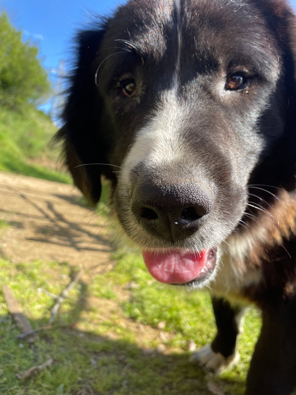 Person plays with friendly dogs in Bulgarian countryside
