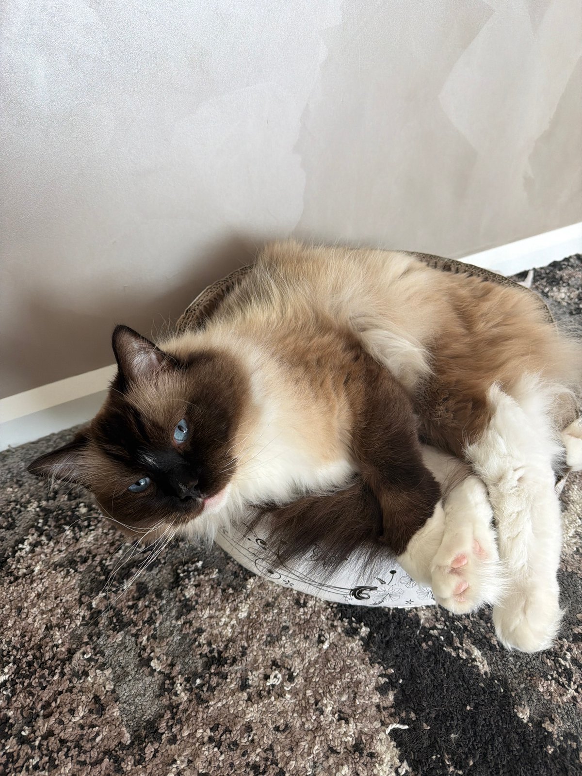 Fluffy cat enjoys a relaxed brushing session at home in Rijswijk