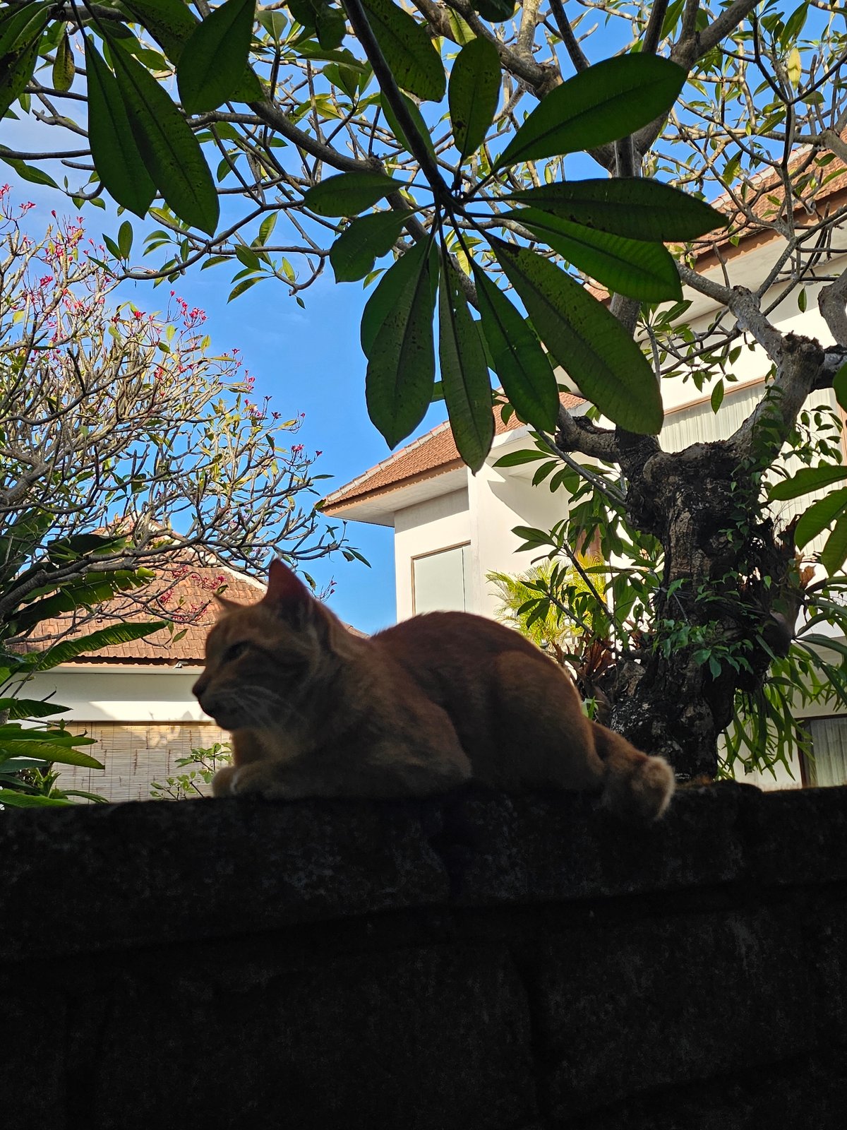 Morning beach life and cats observed across Denpasar