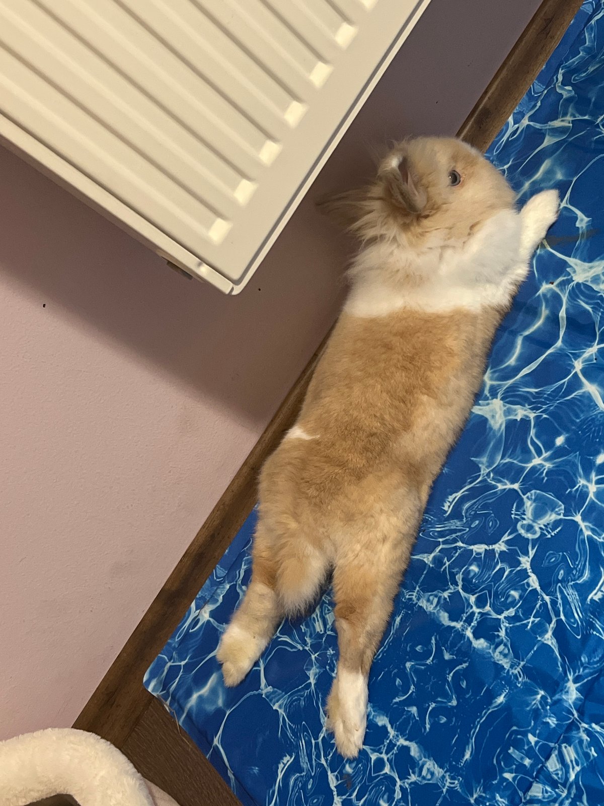 Rabbit chilling out on a patterned blue mat in Sofia
