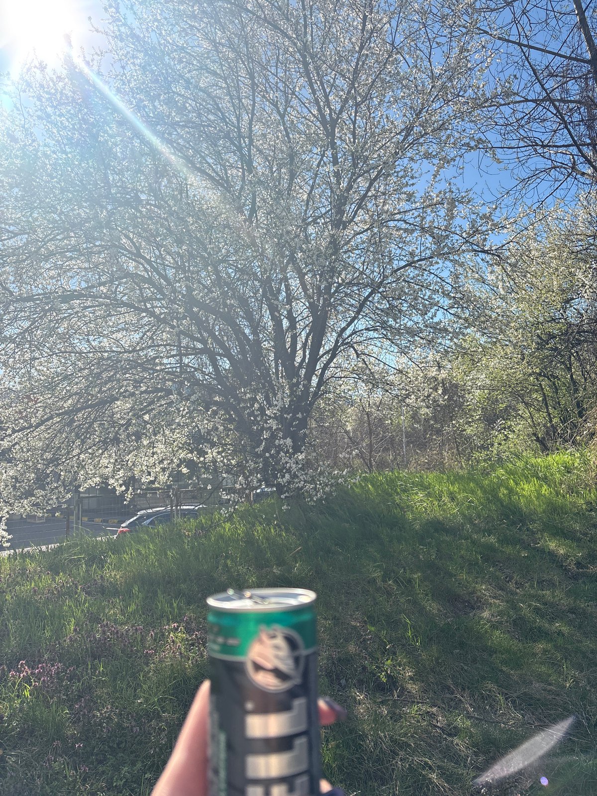 Spring morning documented through coffee, blossoms in Sofia