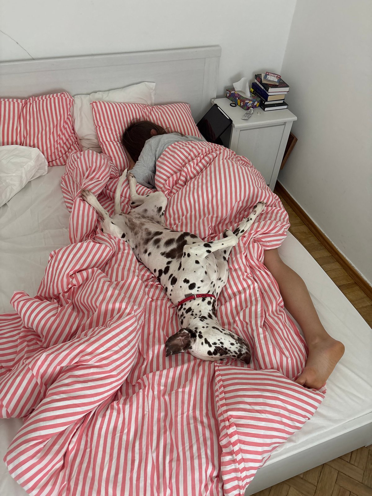 Person and Dalmatian rest together on striped bed in Moscow