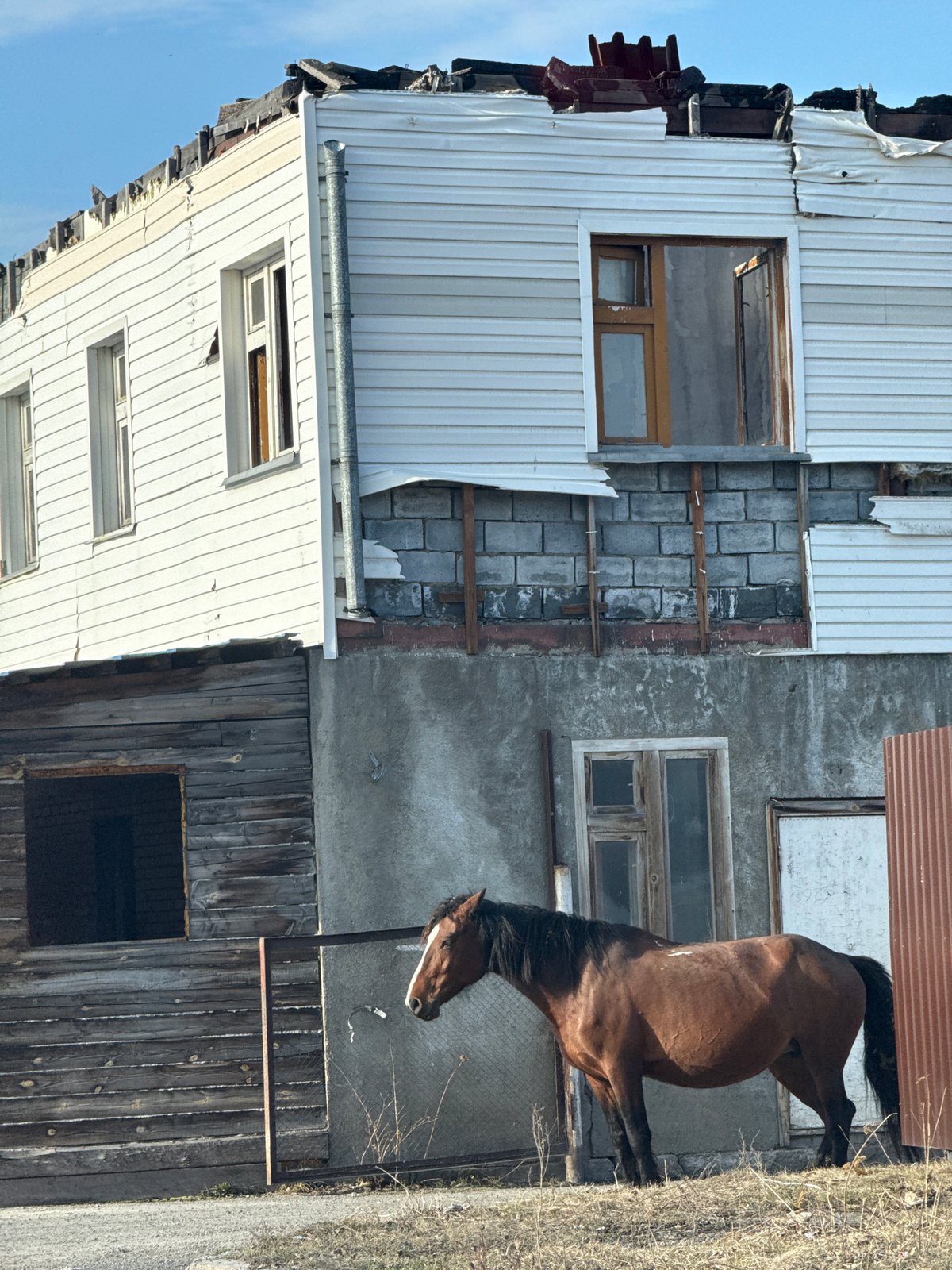 Horse grazes near damaged road in Высотино, Russia