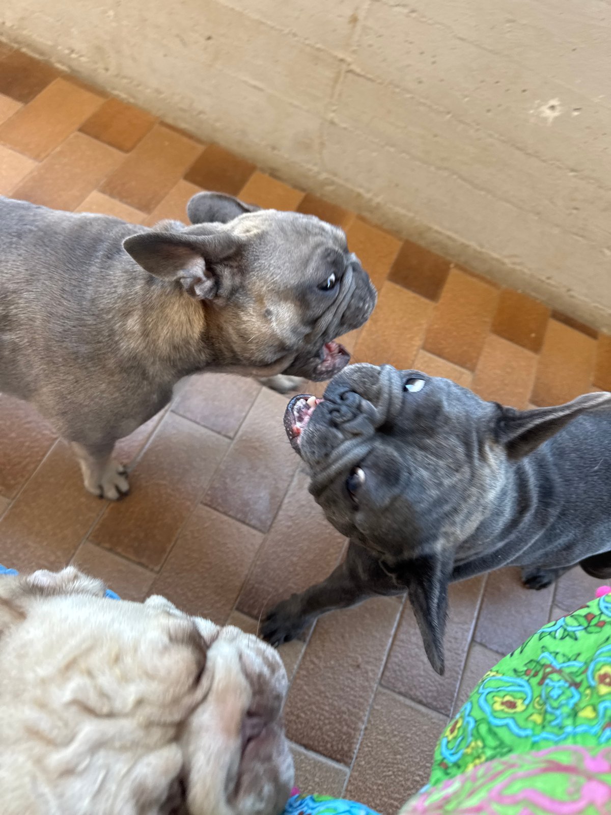 French Bulldogs in cartoon tees lounge on an Italian patio