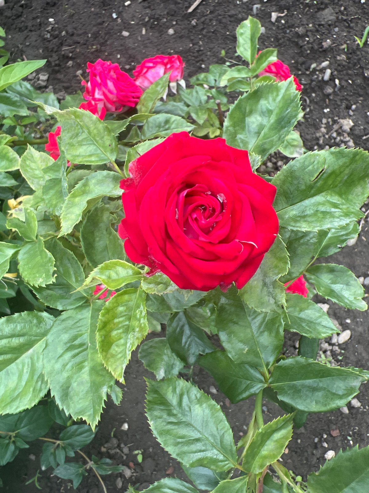 Garden flowers in close-up, dewy petals across many varieties
