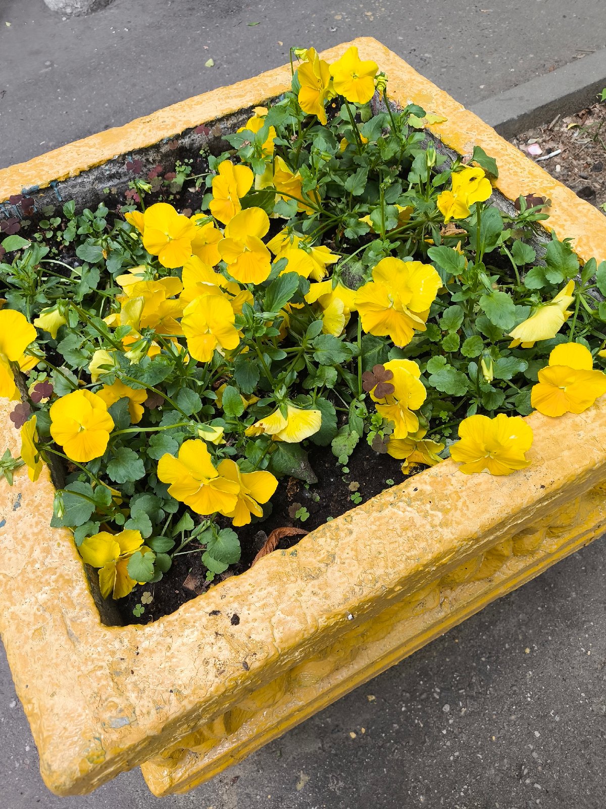 Yellow planter with pansies photographed from overhead view