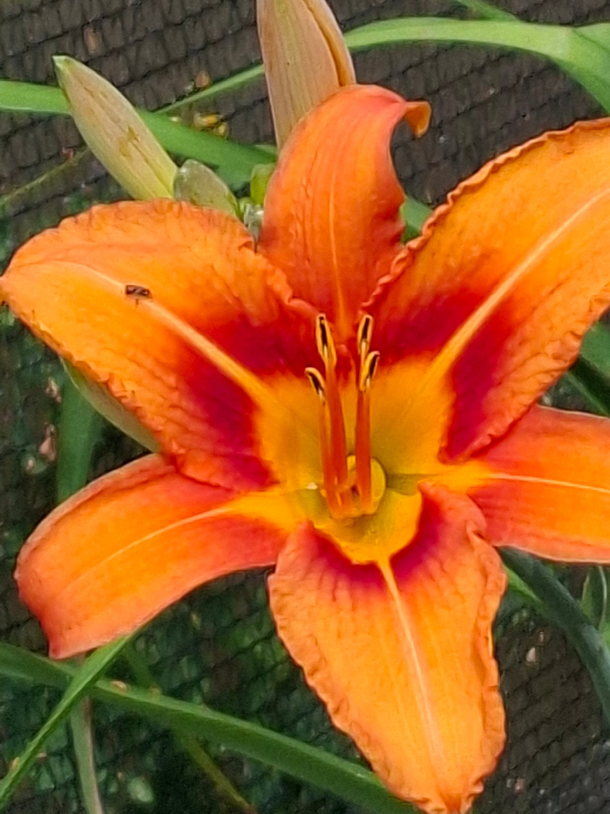 Summer garden in full swing: blooms, produce, and backyard life