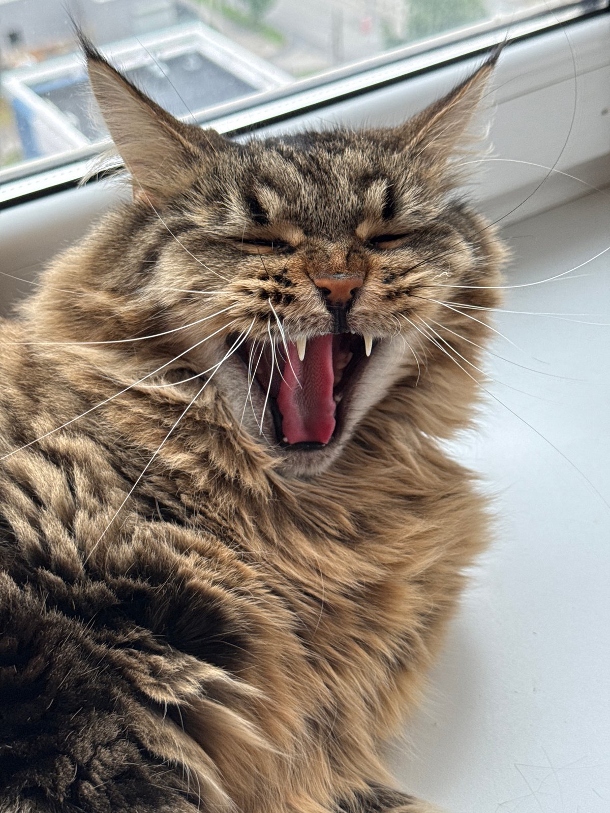 Tabby cat caught mid-yawn in Izhevsk
