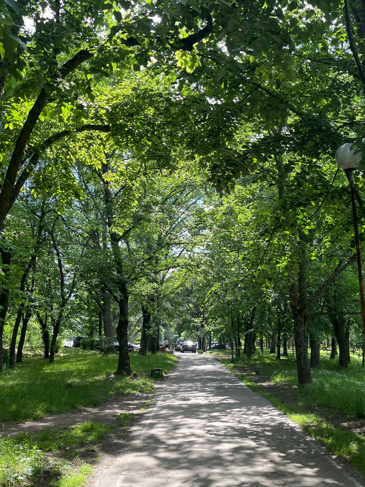 Afternoon sunlight through trees documented in Blagoevgrad park