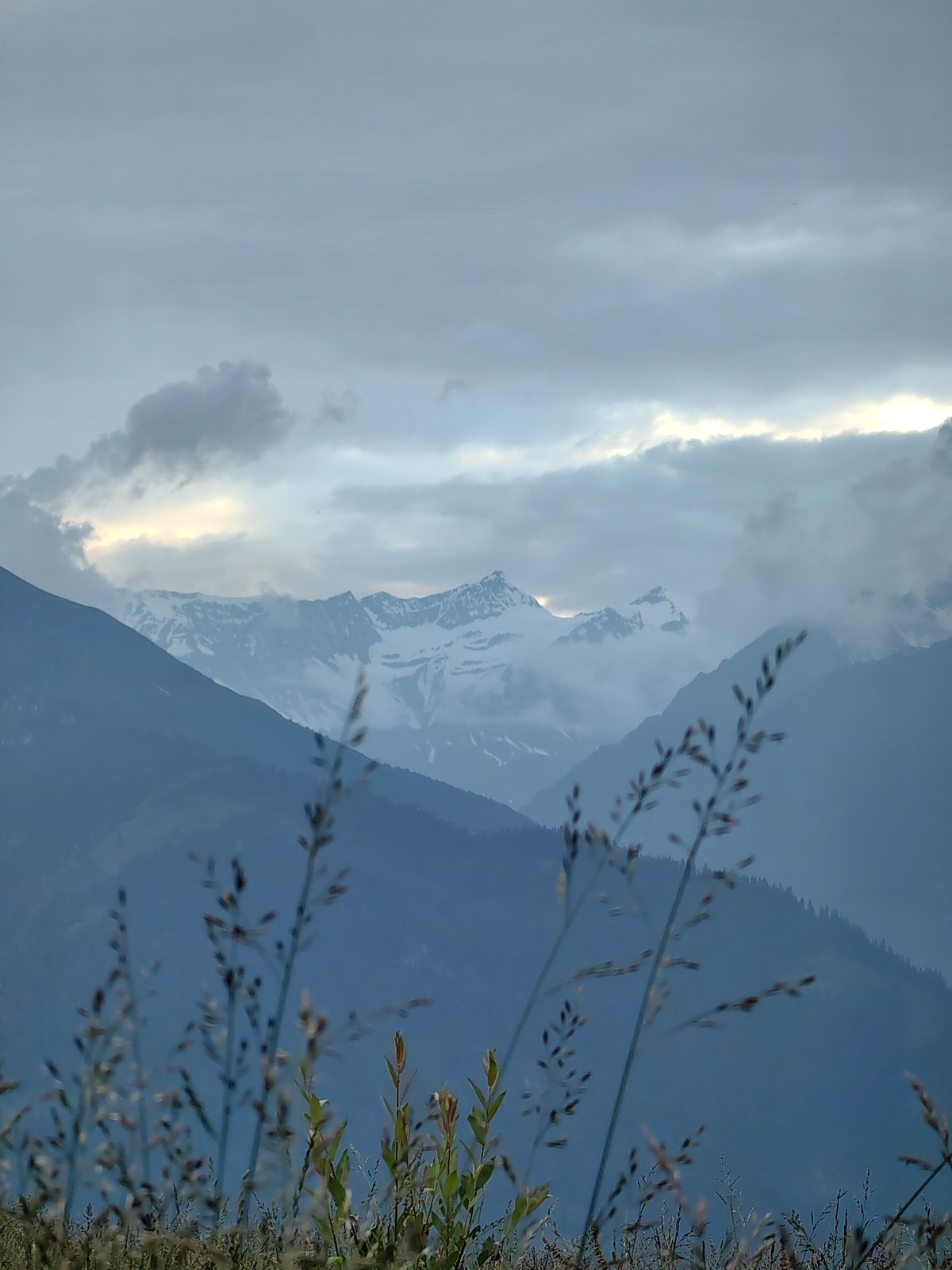 Cows and Himalayan peaks on a cloudy afternoon in Prini