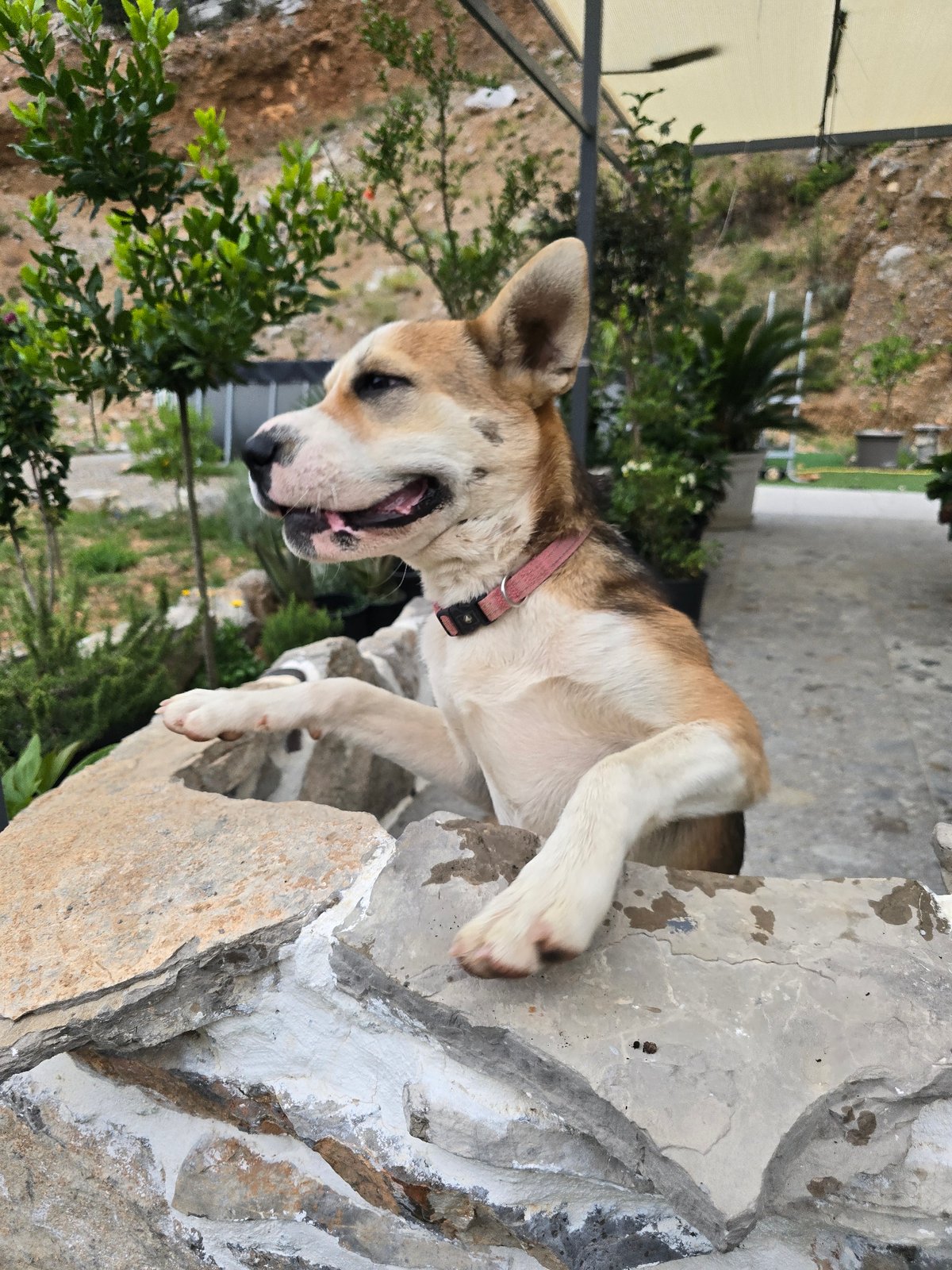 Dog day out on a rocky mountain property