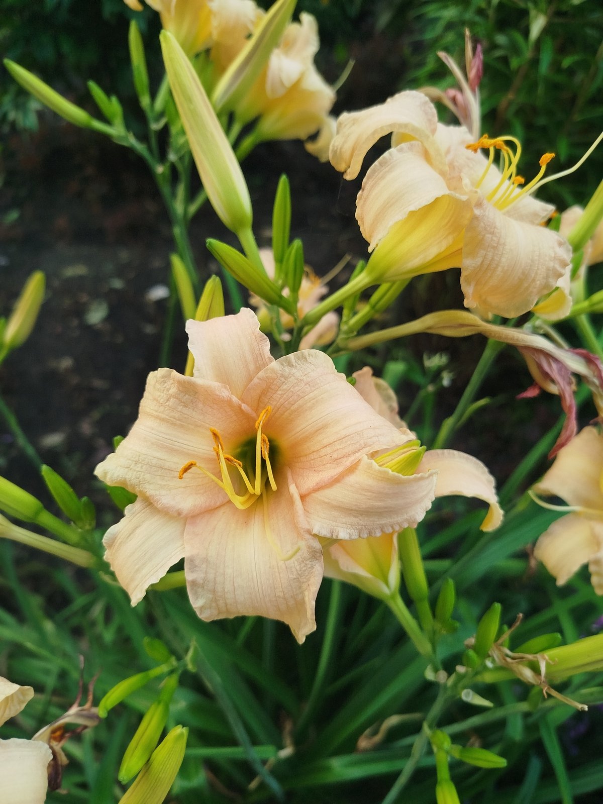 Close-up garden flower shots from Kemerovo, summer 2026